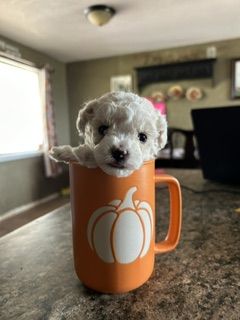 Adorable Maltipoo Puppies