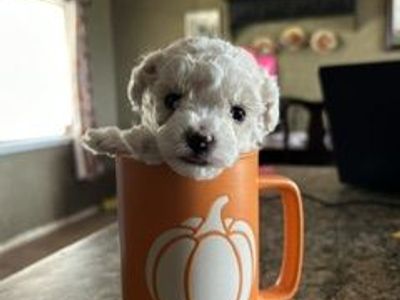 Adorable Maltipoo Puppies