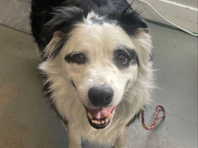 A160936 DoodleBob is Available for Adoption!