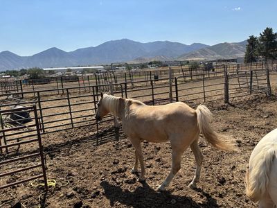 Horse