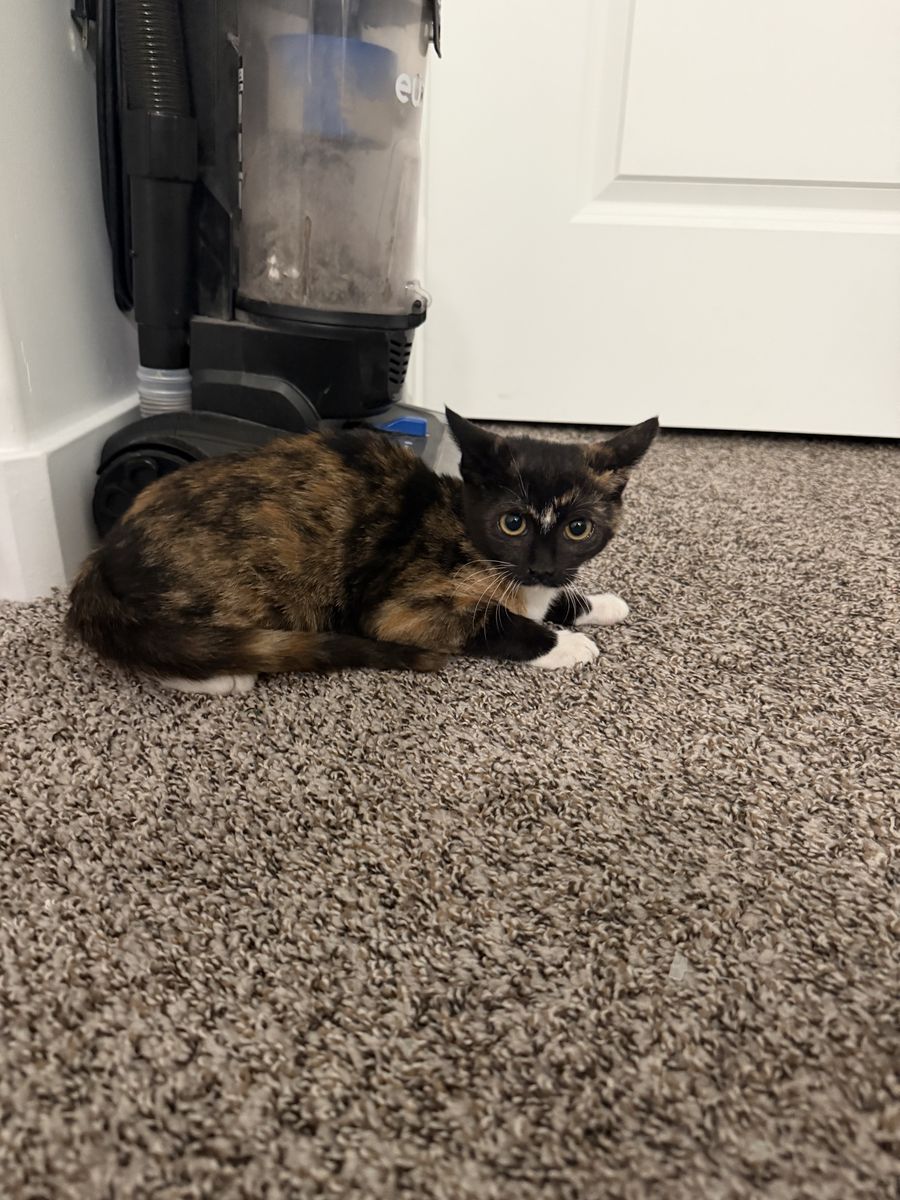 Tortoiseshell Kitten - Young Female Cat