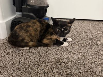 Tortoiseshell Kitten - Young Female Cat