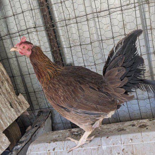 Old English Game hen