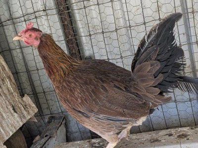 Old English Game hen