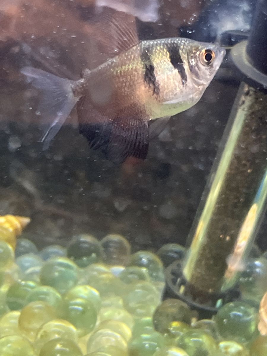 Free black tetra