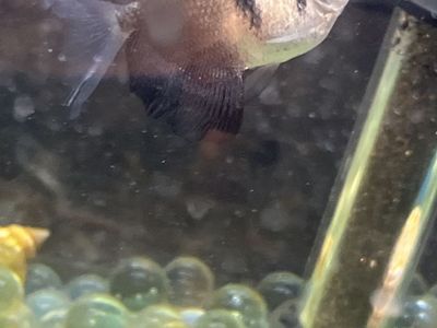 Free black tetra