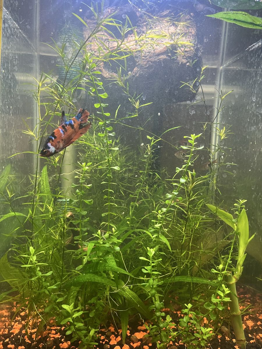 Need every thing gone in this tank beside my betta