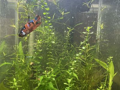 Need every thing gone in this tank beside my betta