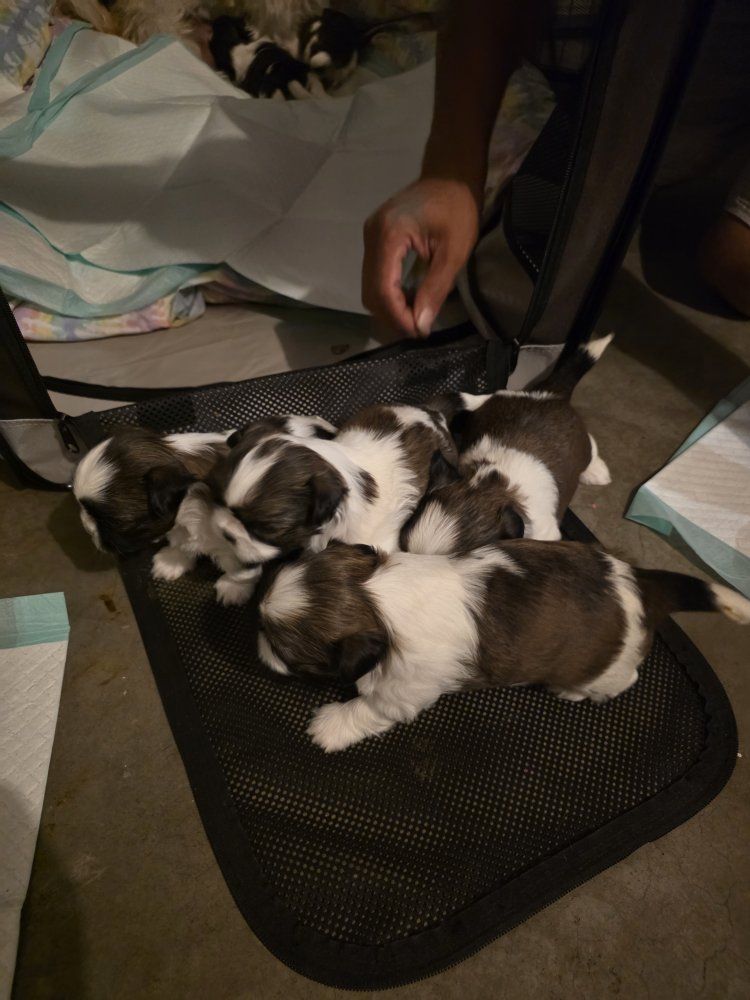 Purebred Shih Tzu Puppies – Available August 10!