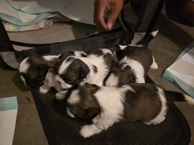 Purebred Shih Tzu Puppies – Available August 10!