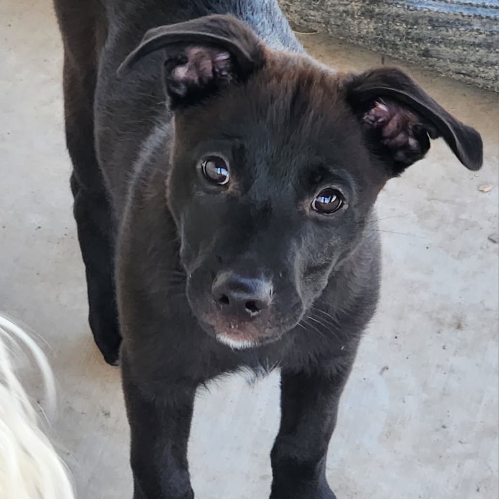 German Shepherd Mix