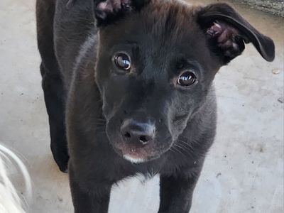 German Shepherd Mix
