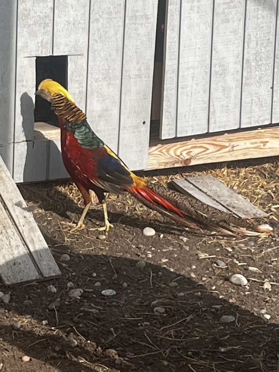 Red Golden Pheasant 