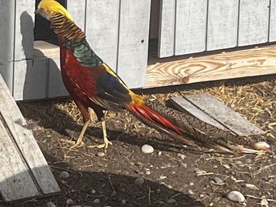 Red Golden Pheasant