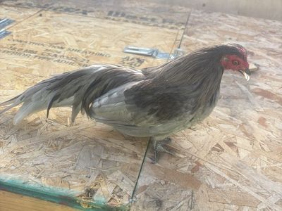 Kikiriki chickens