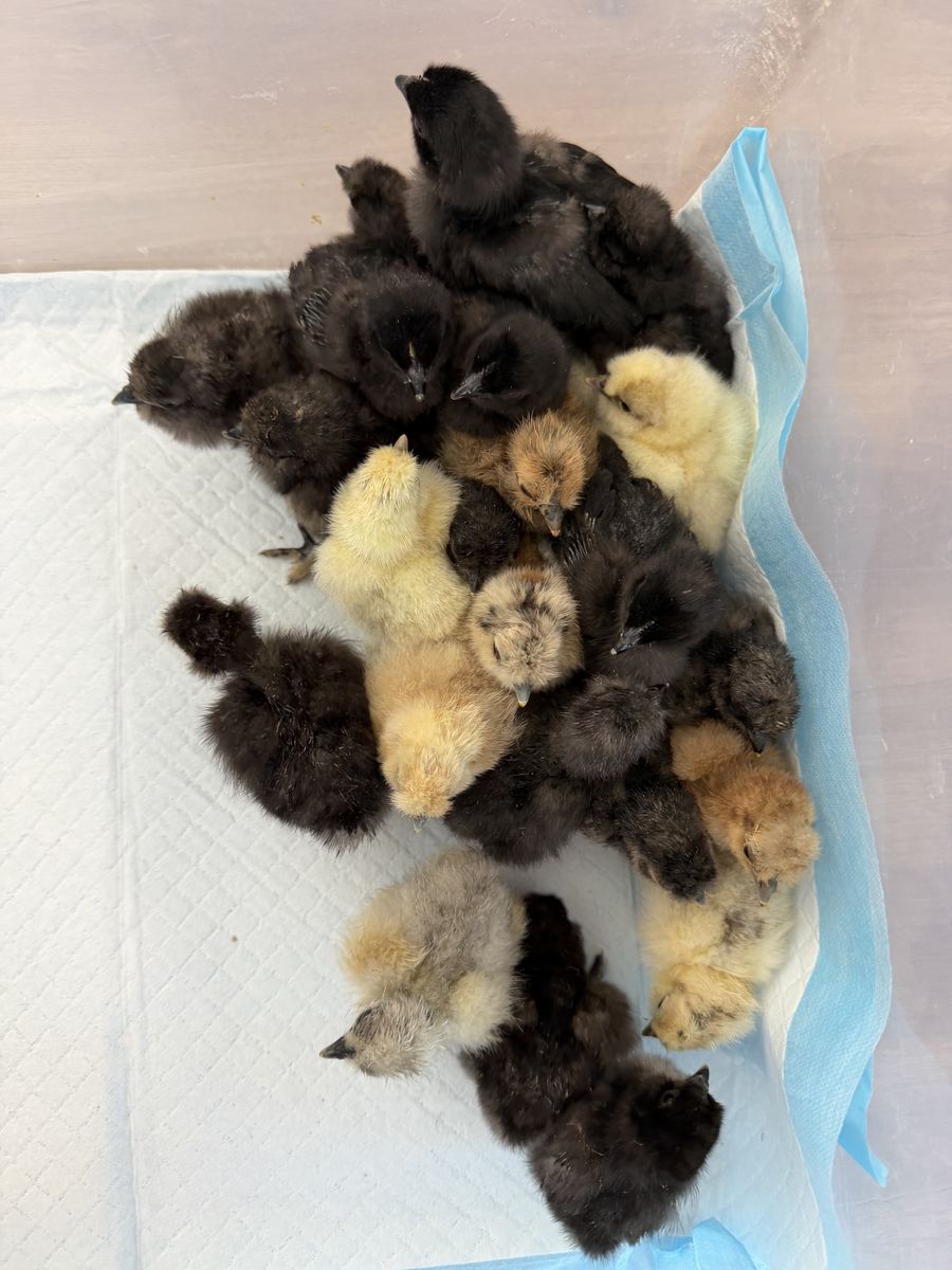 Silkie Chicks