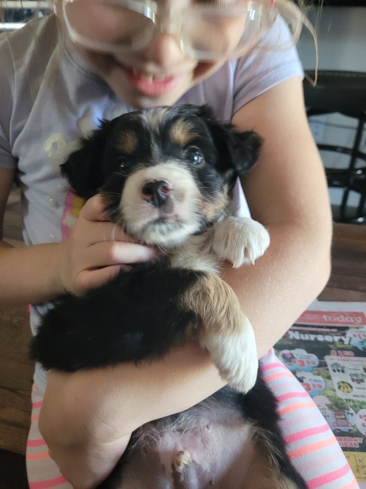 Mini Australian Shepherds