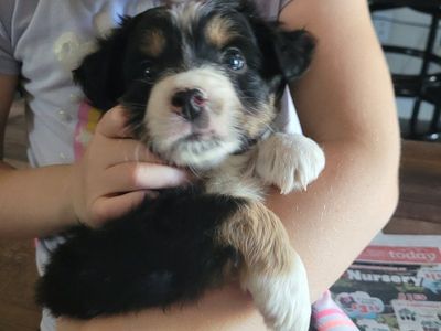 Mini Australian Shepherds
