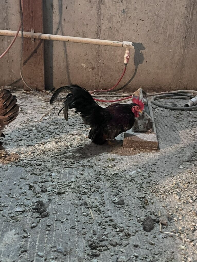 Beautiful Serama Roosters