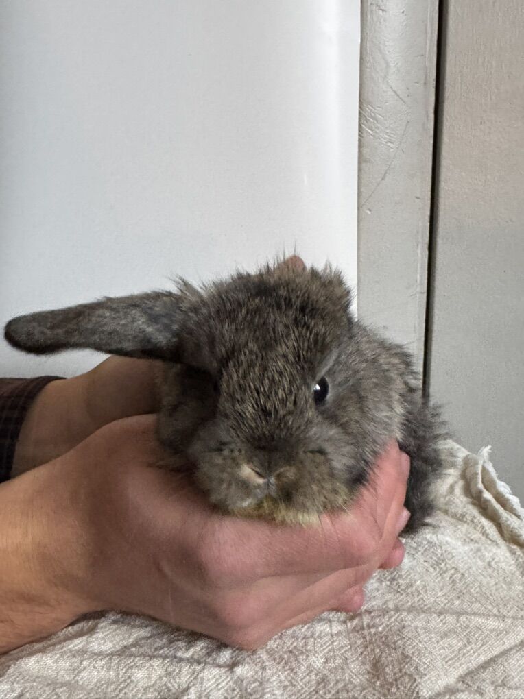 One Eared Holland Lop Bunny!