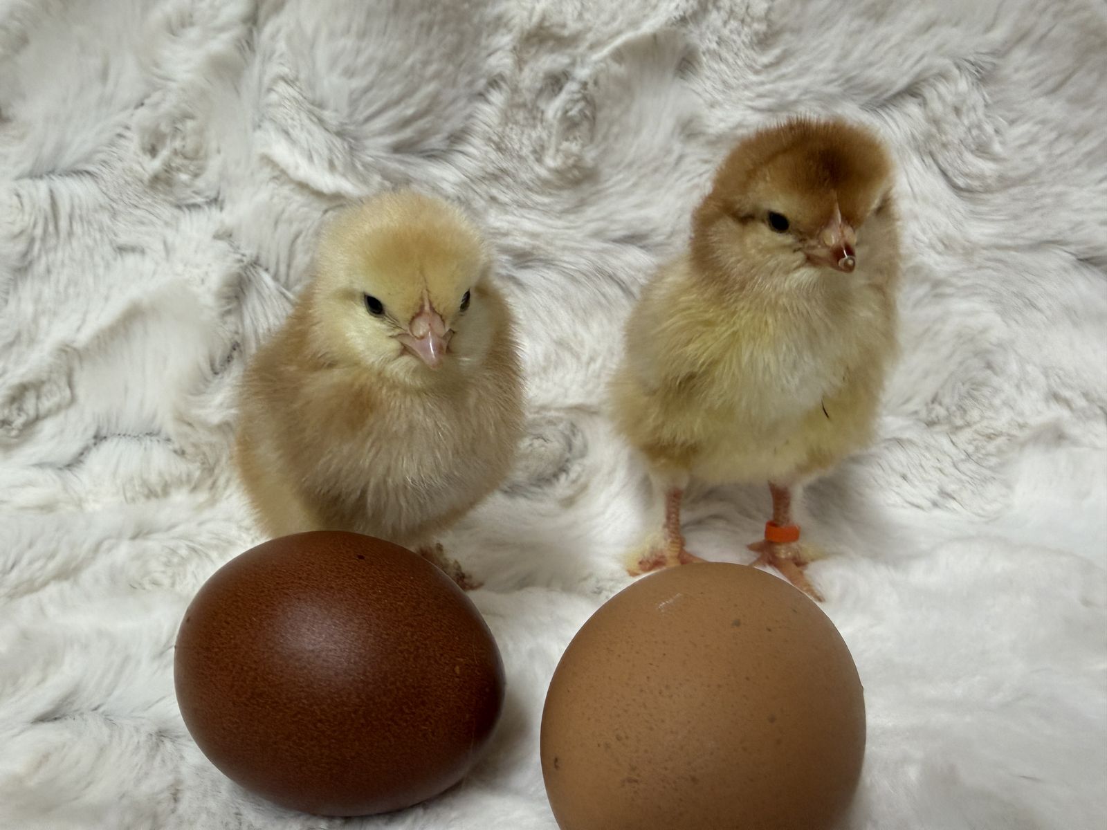 French Black Tailed Read Marans