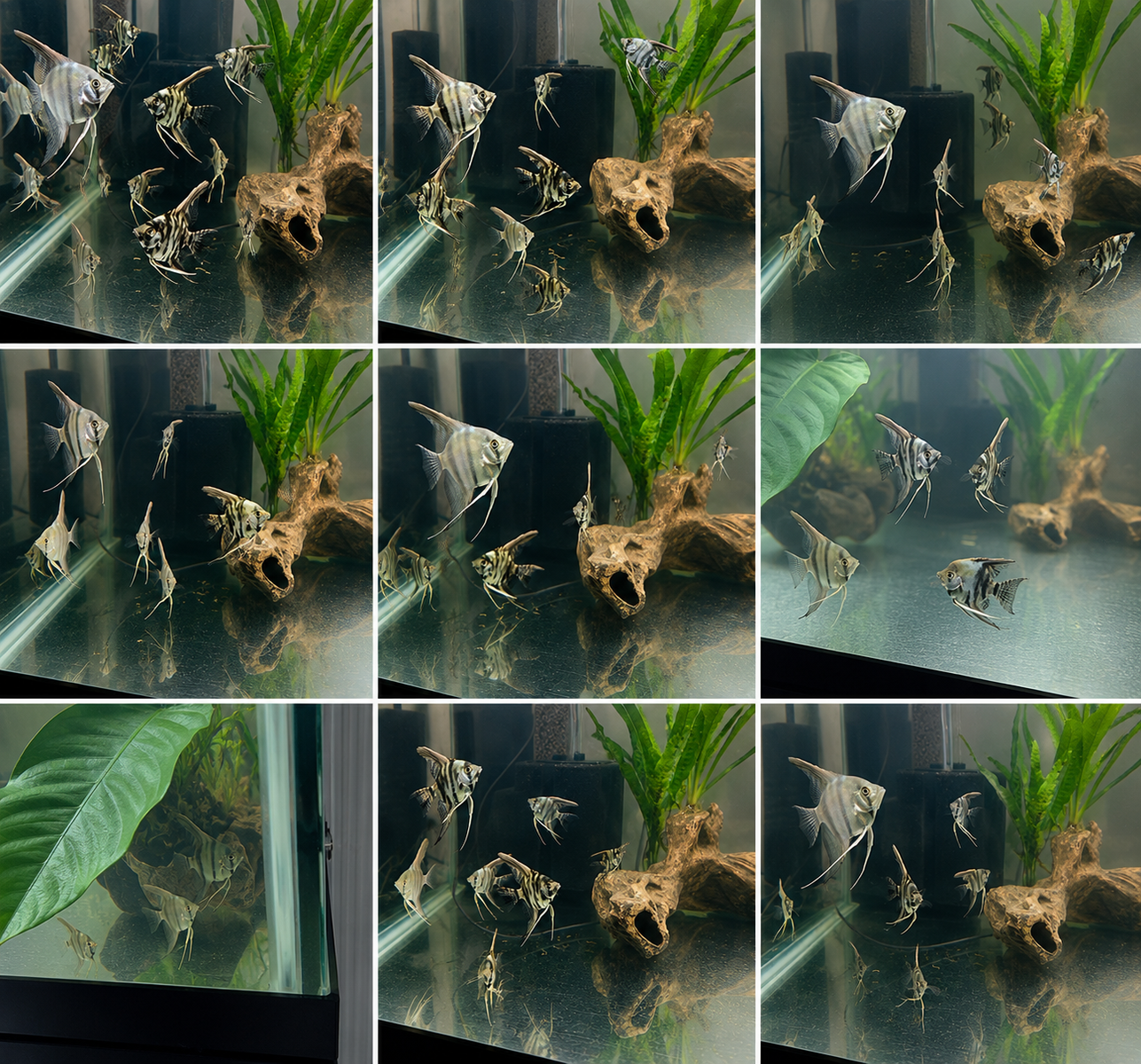 Angelfish (Pterophyllum scalare) - Freshwater Cichlids - Live Aquarium Fish