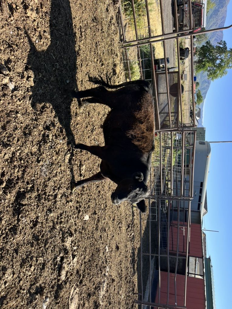 Aberdeen Steer