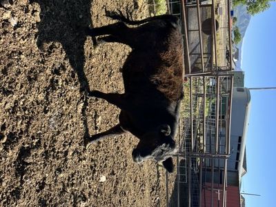 Aberdeen Steer