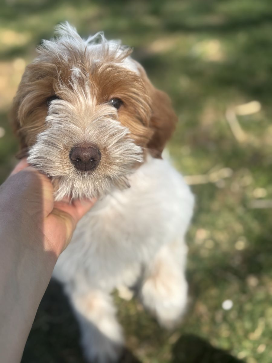 Toy Goldendoodle
