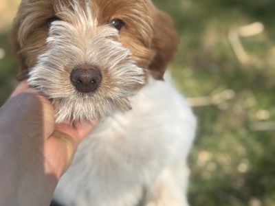 Toy Goldendoodle