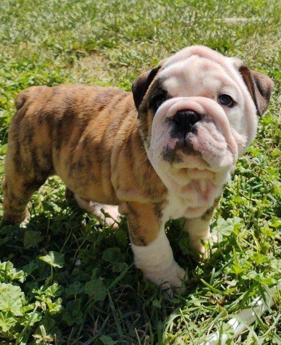 Akc Champion English Bulldog Puppies