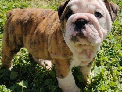 Akc Champion English Bulldog Puppies