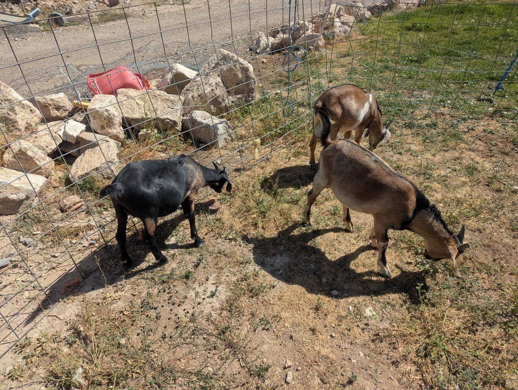 3 young Boer/Nubian goats