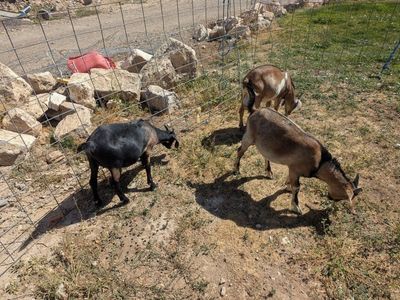 3 young Boer/Nubian goats