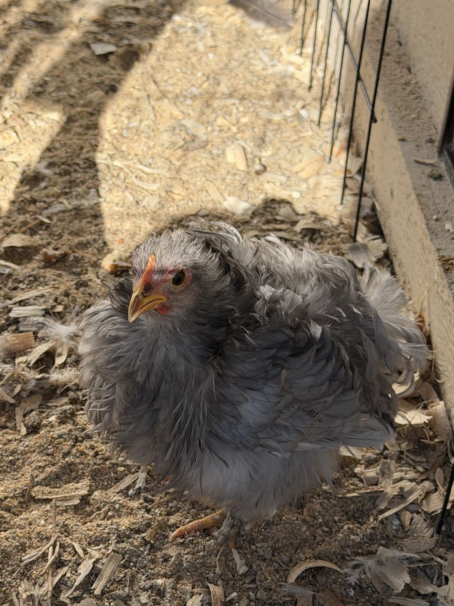 Blue Mottled Bantam Cochin Breeding Trio