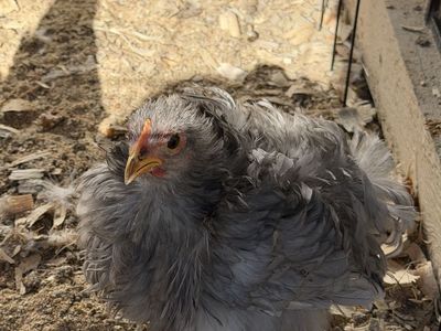 Blue Mottled Bantam Cochin Breeding Trio