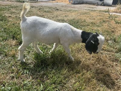 Female Boar Goat for sale