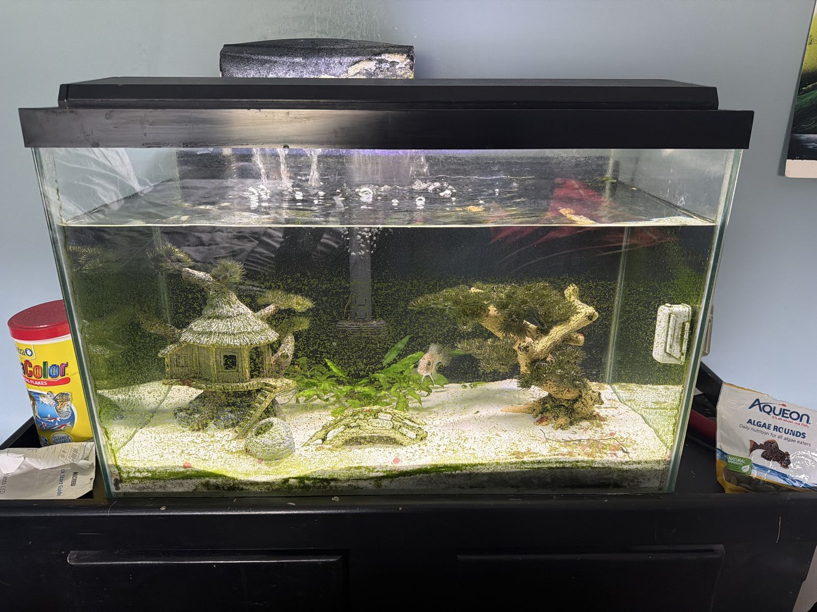 20 Gallon Tank and Stand Free
