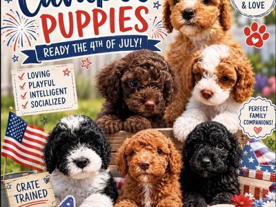 Cavapoo Puppies | Ready July 4th | Blue-Eyed Male Available | Crate Training Started"