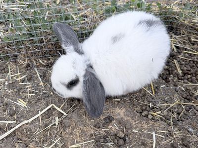 1 Female Adorable Holland Lop Bunny