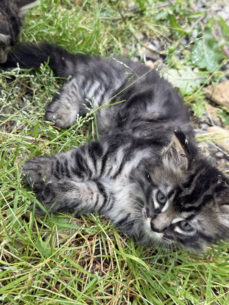 Tiger striped kittens!