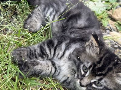 Tiger striped kittens!
