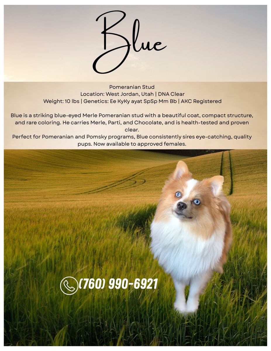 Blue - AKC Pomeranian Stud, 10 lbs, Blue Eyed Merle, DNA Clear