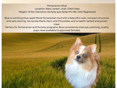 Blue - AKC Pomeranian Stud, 10 lbs, Blue Eyed Merle, DNA Clear