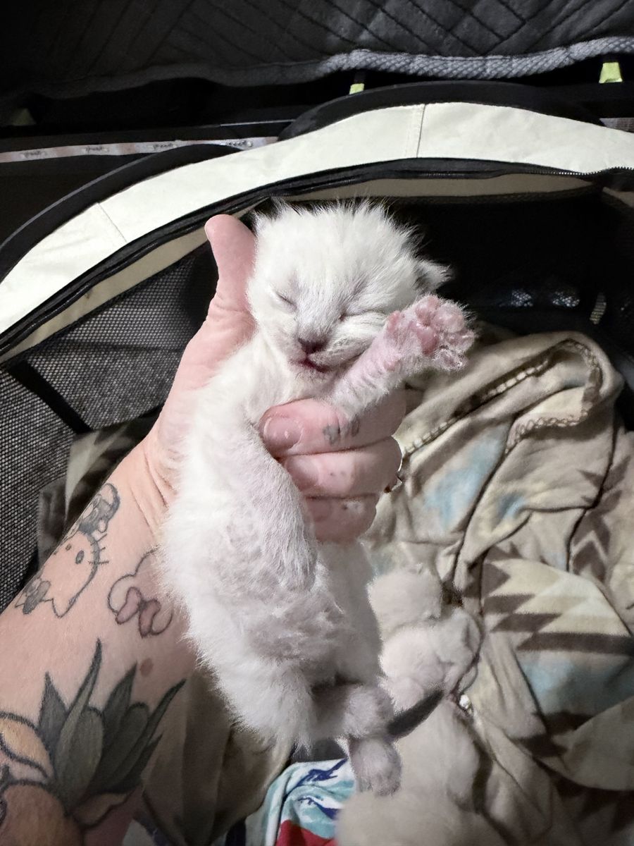 ***Only Two Left To Reserve***One Week old- 5 pure Bred Siamese Kittens! Accepting reservations!