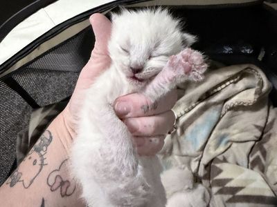 ***Only Two Left To Reserve***One Week old- 5 pure Bred Siamese Kittens! Accepting reservations!