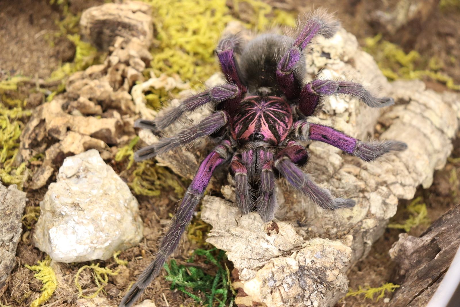 Male Tarantulas 