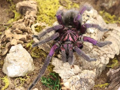 Male Tarantulas
