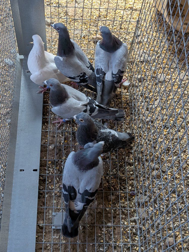 racing pigeons