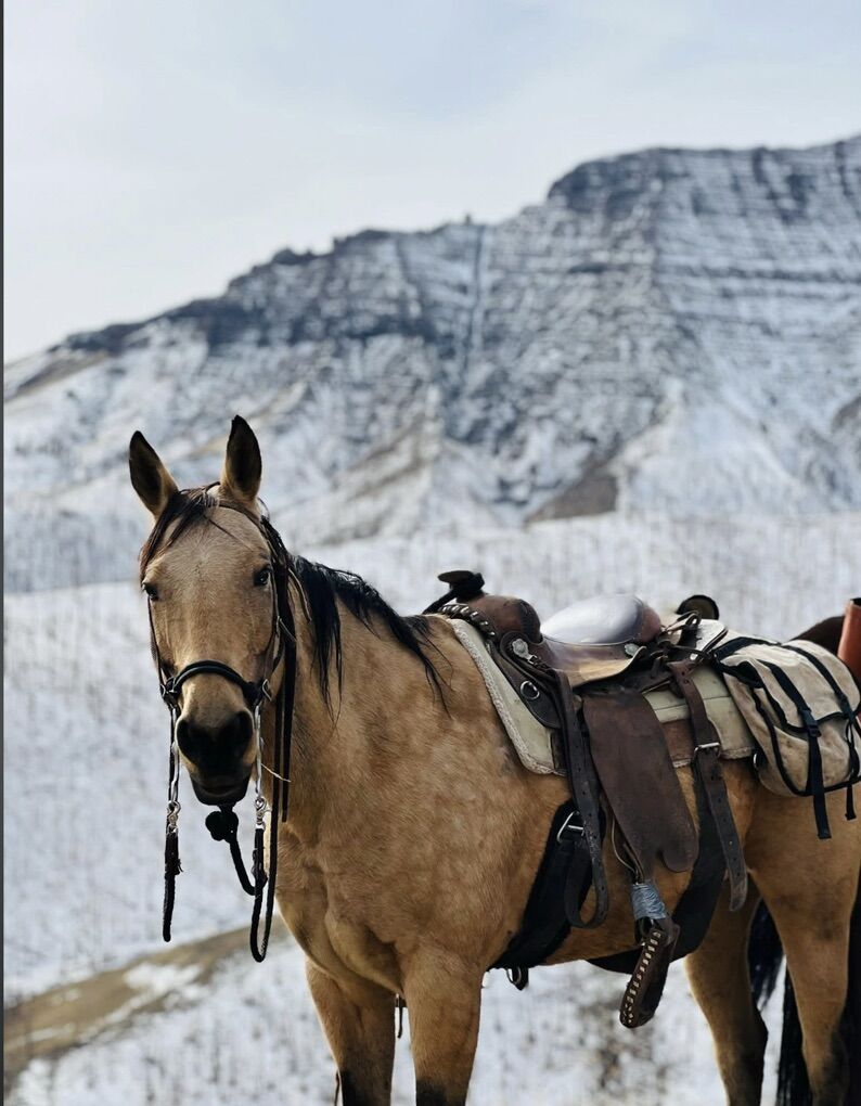 17 Yr Old Grade QH MARE.